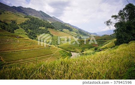Terraced rice field in Northern, Vietnam Terraced rice field in Northern, Vietnam 37941596