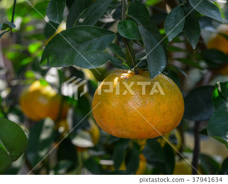 Fresh mandarin fruits on the trees Fresh mandarin fruits on the trees 37941634