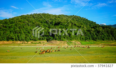 Mountain scenery of Central Highlands, Vietnam 37941827