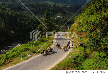 Mountain road in Northern Vietnam Mountain road in Northern Vietnam 37941907