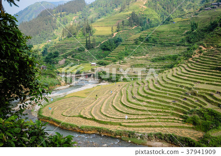 Landscape of terraced rice field in Vietnam Landscape of terraced rice field in Vietnam 37941909