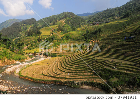 Landscape of terraced rice field in Vietnam Landscape of terraced rice field in Vietnam 37941911