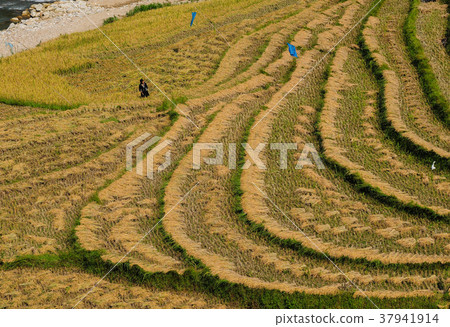 Landscape of terraced rice field in Vietnam Landscape of terraced rice field in Vietnam 37941914