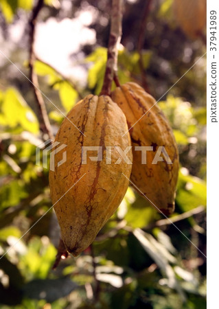 SOUTH AMERICA VENEZUELA CHUAO CACAO PLANTATION 37941989
