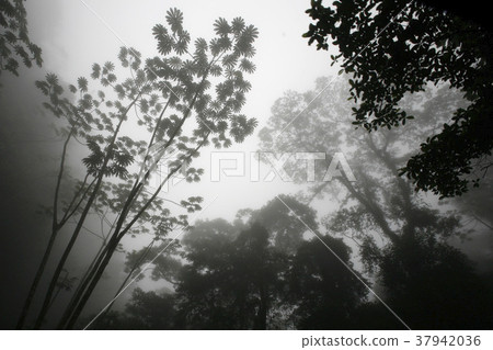 SOUTH AMERICA VENEZUELA CHORONI NATURE, FOREST SOUTH AMERICA VENEZUELA CHORONI NATURE, FOREST 37942036