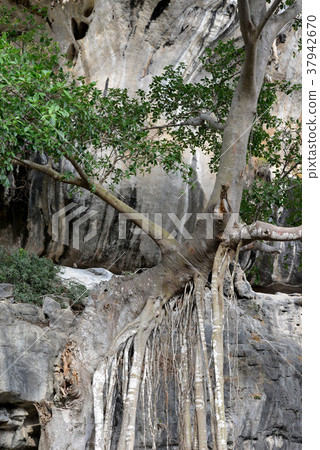 THAILAND KRABI 37942670