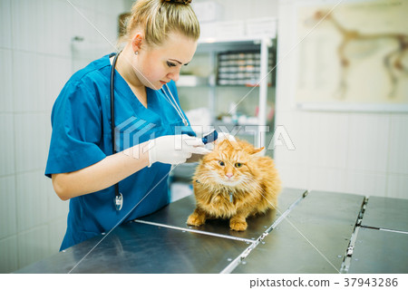 Veterinarians looks at the cats ears in clinic 37943286