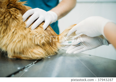 Measuring the temperature of cat, vet clinic 37943287