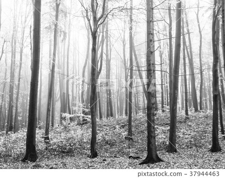 Autumn misty forest with dry orange leafs on a Autumn misty forest with dry orange leafs on a 37944463