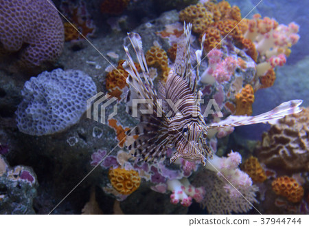 ASIA THAILAND BANGKOK  AQUARIUM 37944744