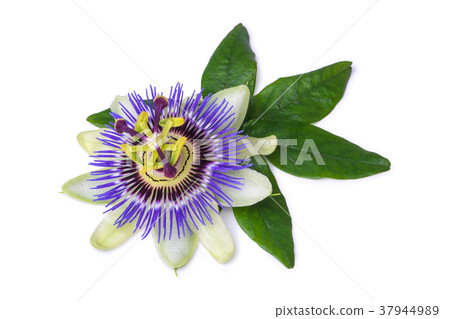 Passiflora passionflower isolated on white background. Big beautiful flower. 37944989
