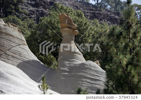 SPAIN CANARY ISLANDS TENERIFE SPAIN CANARY ISLANDS TENERIFE 37945324