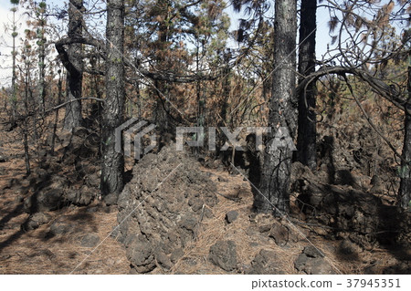 SPAIN CANARY ISLANDS TENERIFE SPAIN CANARY ISLANDS TENERIFE 37945351