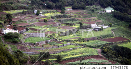 SPAIN CANARY ISLANDS TENERIFE SPAIN CANARY ISLANDS TENERIFE 37945378