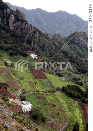 SPAIN CANARY ISLANDS TENERIFE SPAIN CANARY ISLANDS TENERIFE 37945379