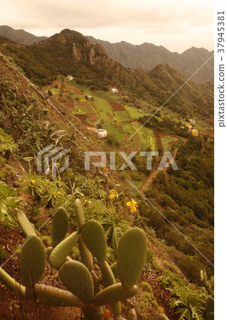 SPAIN CANARY ISLANDS TENERIFE SPAIN CANARY ISLANDS TENERIFE 37945381