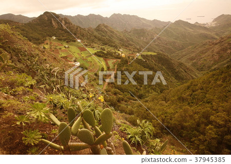 SPAIN CANARY ISLANDS TENERIFE SPAIN CANARY ISLANDS TENERIFE 37945385