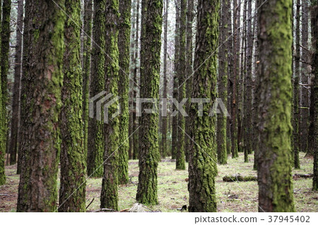 SPAIN CANARY ISLANDS TENERIFE SPAIN CANARY ISLANDS TENERIFE 37945402