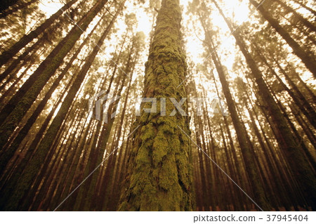 SPAIN CANARY ISLANDS TENERIFE 37945404