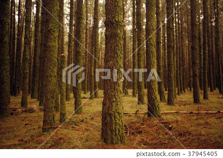 SPAIN CANARY ISLANDS TENERIFE SPAIN CANARY ISLANDS TENERIFE 37945405