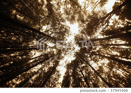 SPAIN CANARY ISLANDS TENERIFE SPAIN CANARY ISLANDS TENERIFE 37945406