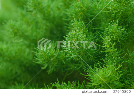 green plant. Green leaves pattern Natural pattern green plant. Green leaves pattern Natural pattern 37945800