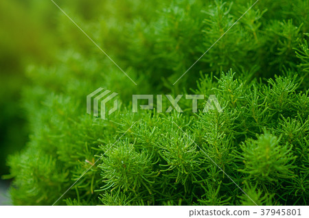 nice and textural,green and clean plant leaves 37945801