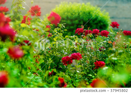 rose garden. Blooming in the garden rose 37945802