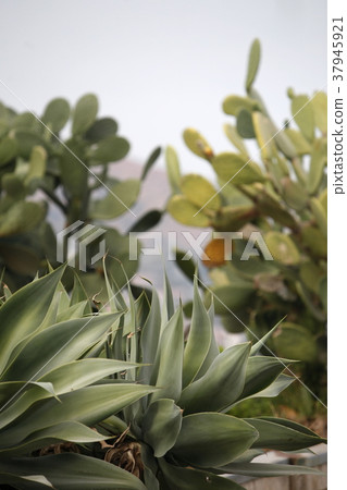 EUROPE ITALY SICILY 37945921