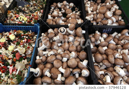 EUROPE GERMANY BLACKFOREST EUROPE GERMANY BLACKFOREST 37946128