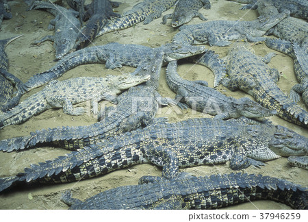 ASIA SINGAPORE REPTILS CROCODILE ASIA SINGAPORE REPTILS CROCODILE 37946259