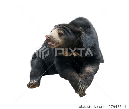 malayan sunbear 37948244