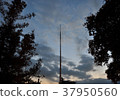 Aim for the sky, sandwiched between trees 37950560