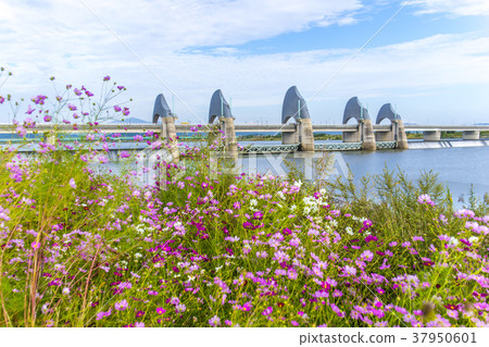 Youngsan河,Wonchonbo,Namgu,Gwangju Youngsan河,Wonchonbo,Namgu,Gwangju 37950601