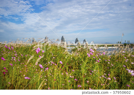 Youngsan河,Wonchonbo,Namgu,Gwangju Youngsan河,Wonchonbo,Namgu,Gwangju 37950602