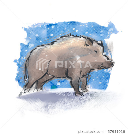boar  37951016