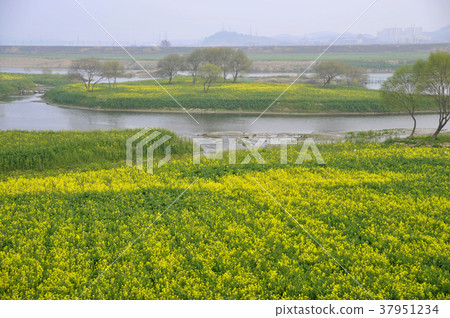 Rapeseed field, Youngsan river, Naju city, Jeonnam 37951234