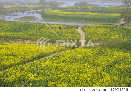 Rapeseed field, Youngsan river, Naju city, Jeonnam Rapeseed field, Youngsan river, Naju city, Jeonnam 37951236