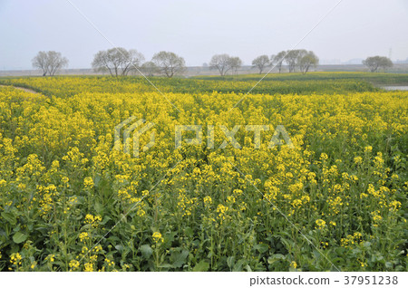 Rapeseed field, Youngsan river, Naju city, Jeonnam Rapeseed field, Youngsan river, Naju city, Jeonnam 37951238