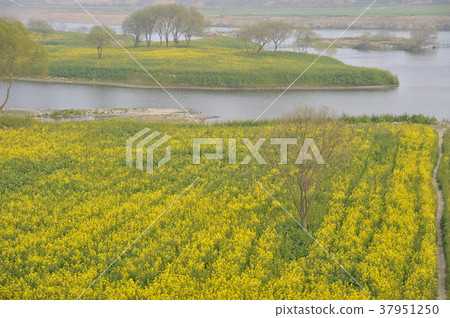 Rapeseed field, Youngsan river, Naju city, Jeonnam Rapeseed field, Youngsan river, Naju city, Jeonnam 37951250