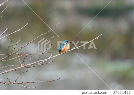 Kingfisher / Sakura 37951432