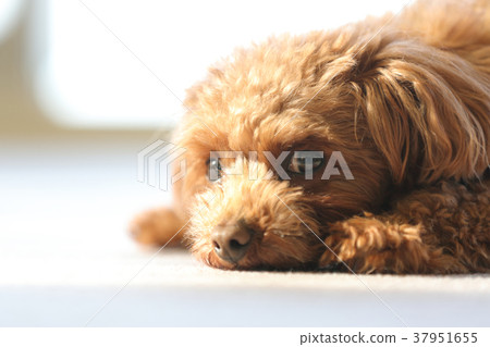 toy poodle  37951655