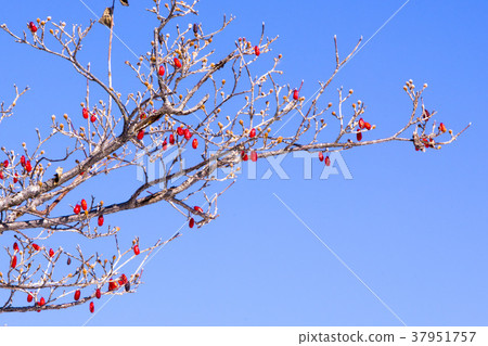 Nakan-eupseong, Suncheon, Jeonnam Nakan-eupseong, Suncheon, Jeonnam 37951757