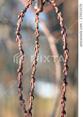 Kiebushi winter bud Koganei Park 37952070