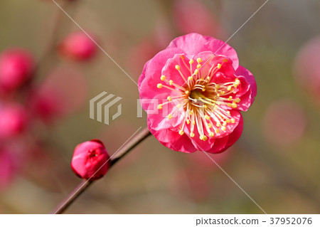 Koumei Flower Ichigo Koganei Park 37952076