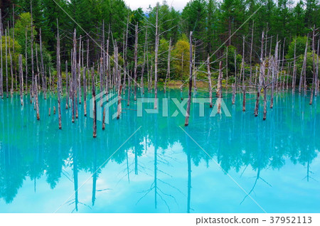 美瑛北海道的藍塘 美瑛北海道的藍塘 37952113