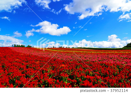 Hikkaido Shikisai Ayano Hill Hikkaido Shikisai Ayano Hill 37952114