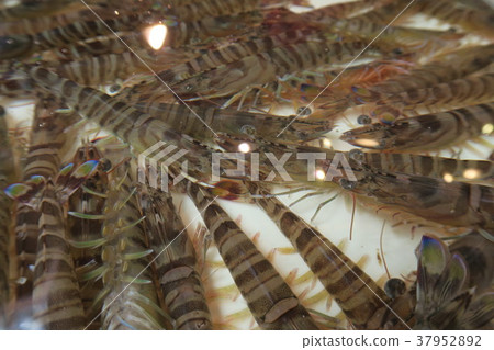 Car shrimp 37952892