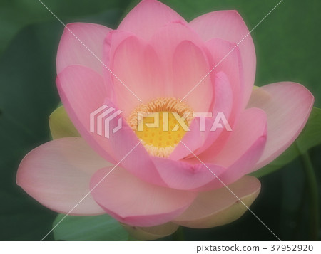 Bare Receptacle Lotus Flower Surrounded By Stock Photo 2060522231