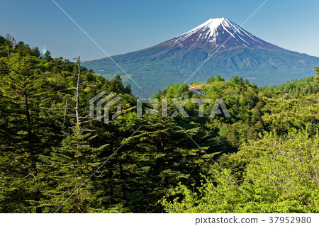 Mt. Fuji and mountain hut seen from fresh green Mishima and Mt. Osu 37952980